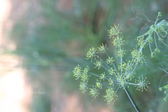 Foeniculum vulgare